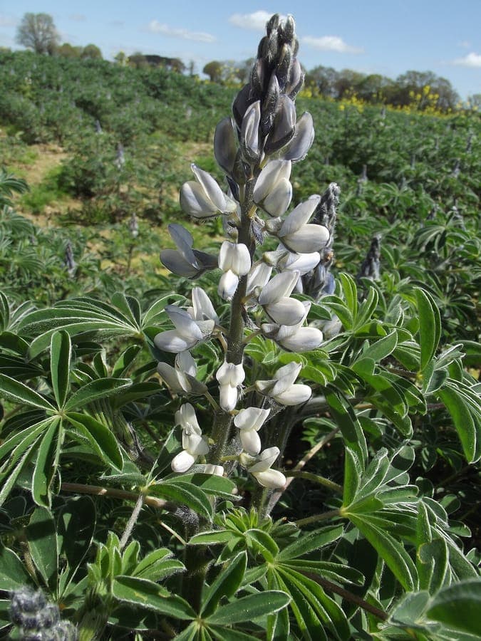 Weiße Lupinien in voller Blüte