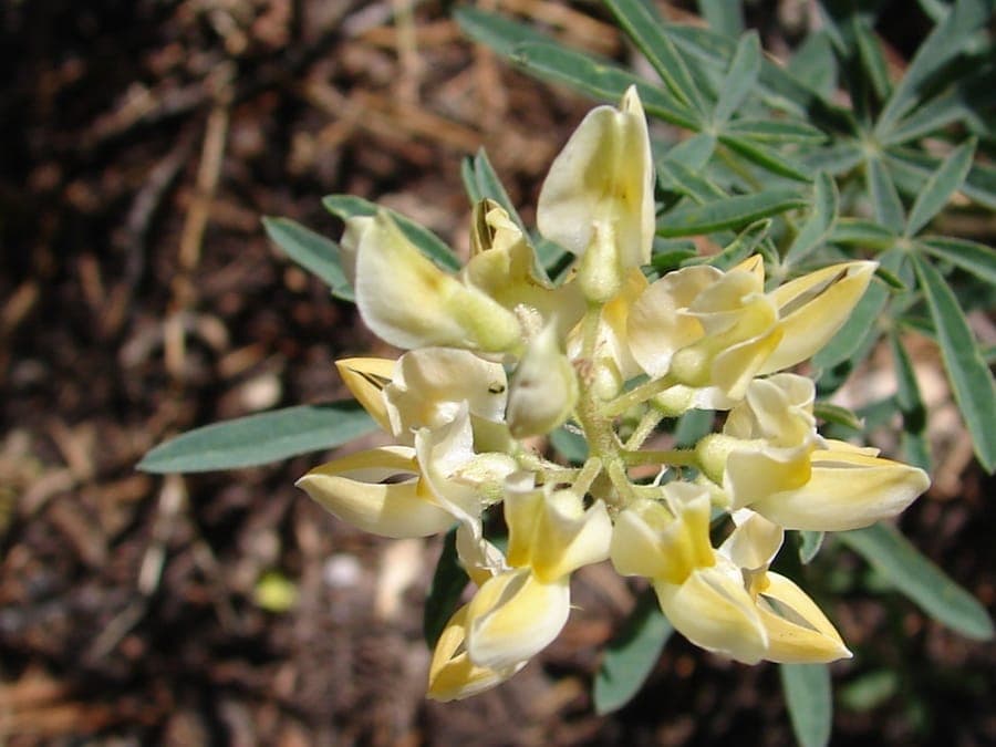 Lupinus angustiflorus in natuurlijke Californische habitat met delicate bloemen