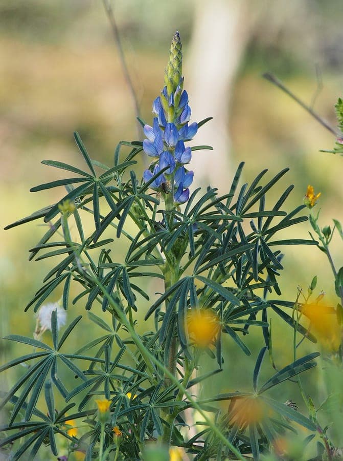 European blue lupine in full bloom in a sunny garden border