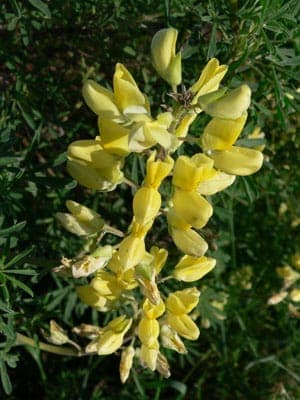 Lupinus arboreus in volle bloei op een zonnige helling met zilverblauwe bladeren en opvallende gele tot paarse bloemtrossen