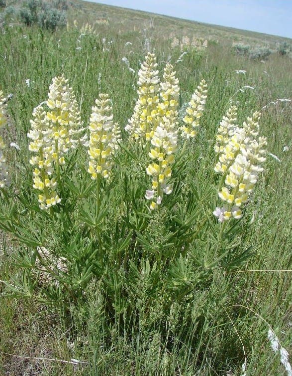 Arktische Lupine mit blauvioletten Blütenähren in voller Blüte