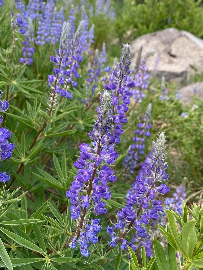 Lupinus argenteus met blauwe bloemen en zilveren stengels