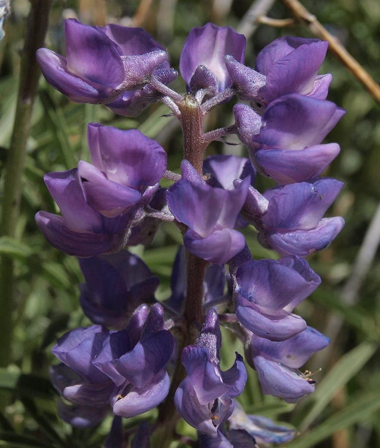 Blauwe bloemenaren van Lupinus caudatus in een open prairielandschap