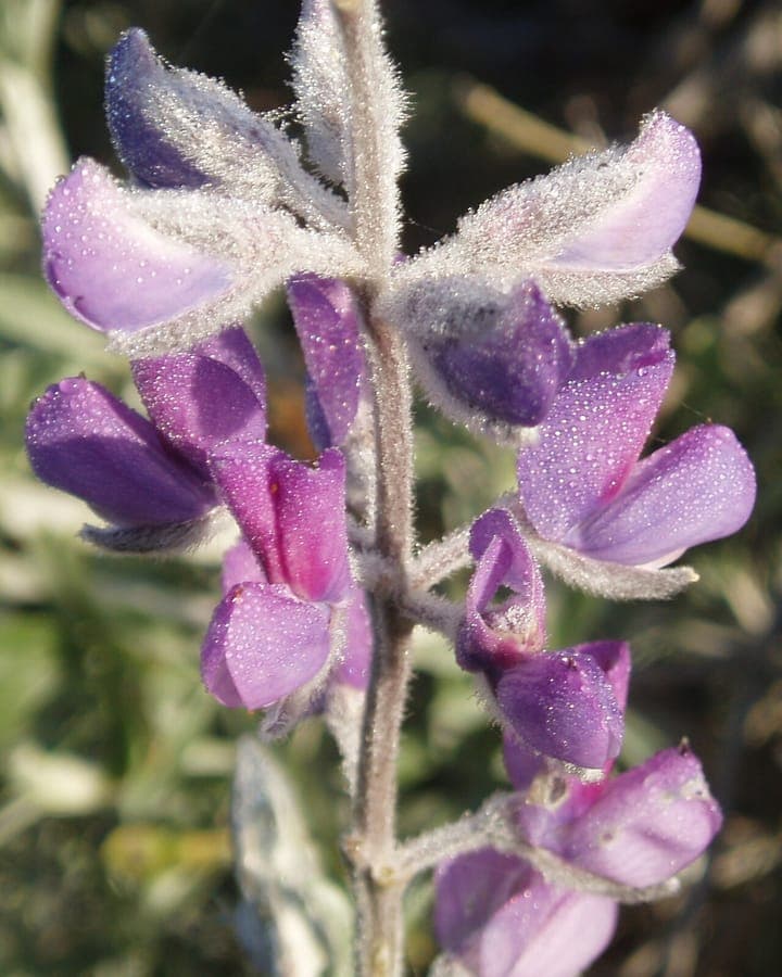 Chamisso bush lupine with purple flower spikes in natural habitat