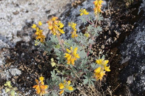 Lupinus citrinus mit charakteristischen orange-gelben Bluten in sonniger kalifornischer Landschaft