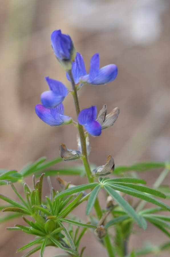 Lupinus cosentinii bloem