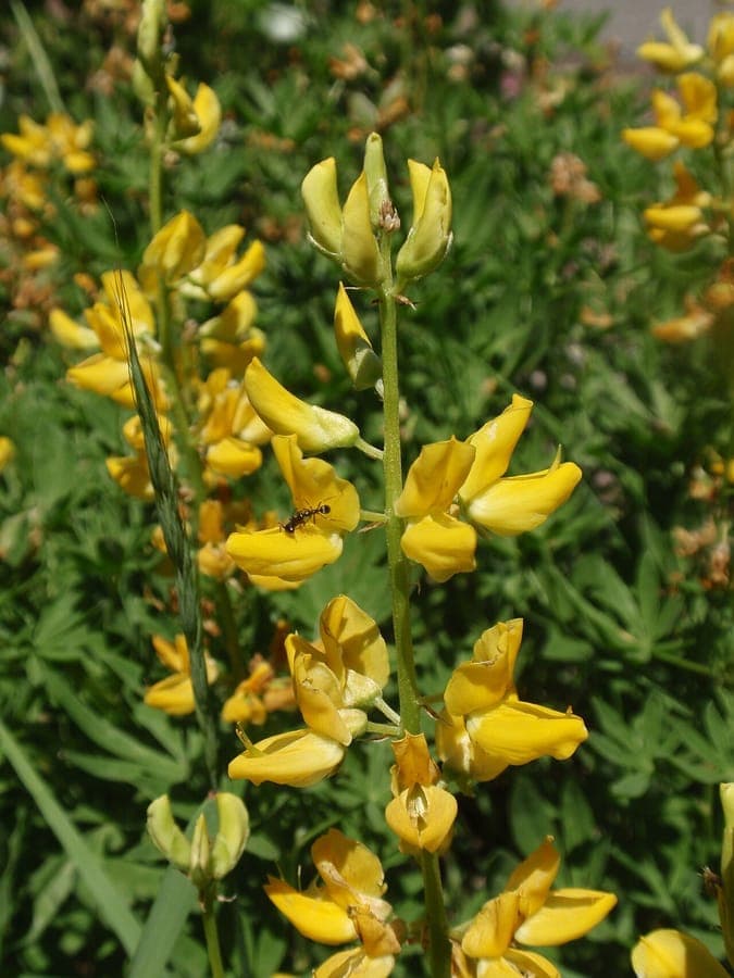 Saffron-flowered lupine with yellow flower spikes in full bloom