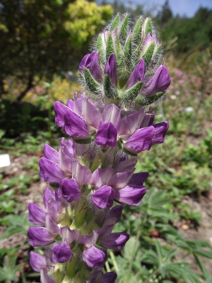 Whitewhorl lupine with compact flower spikes in full bloom