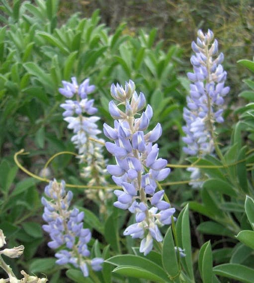 Épis floraux bleu-violet de Lupinus diffusus