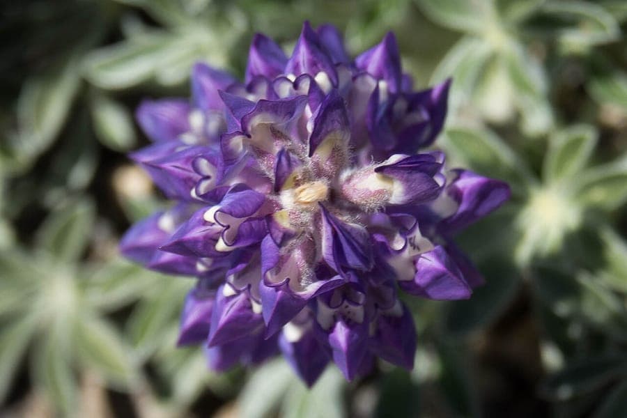 Mono Lake lupine with blue flower spikes in full bloom