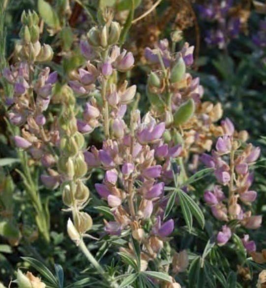 Lupinus formosus met kleurige bloemen in wild landschap