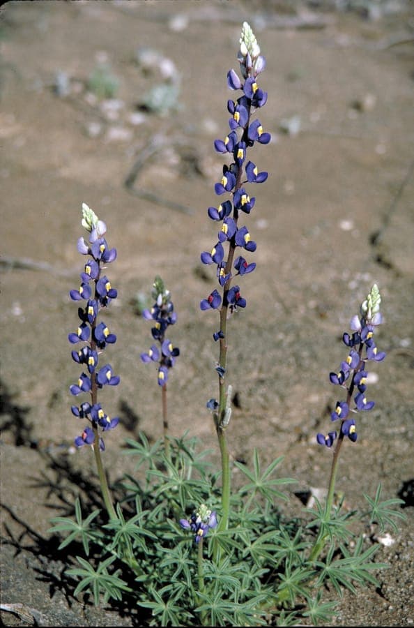 Lupinus havardii, Big Bend Lupine mit schlanken blauen Bluetenstaenden in der West-Texas Landschaft