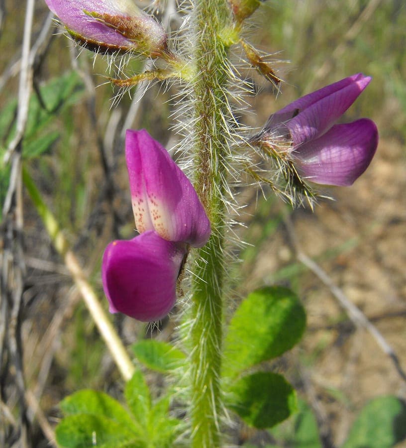 Stinging Annual Lupine with purple flower spikes in sunlight