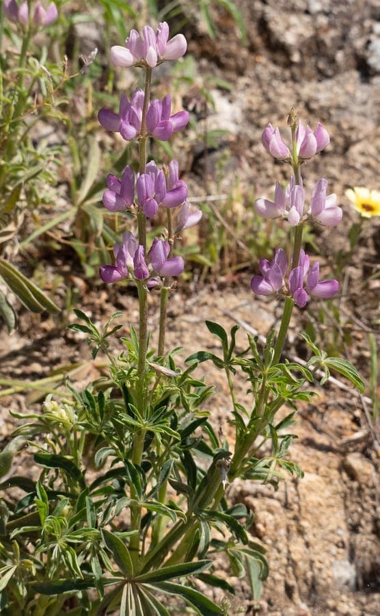 Spanish lupine with deep blue flower spikes in bright summer sun