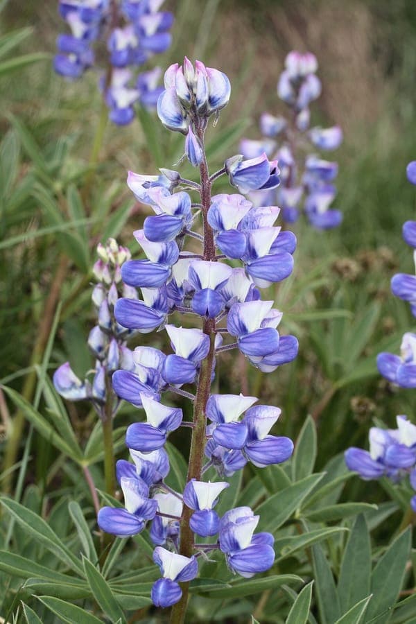 Breedbladerige lupine met paarse bloemen