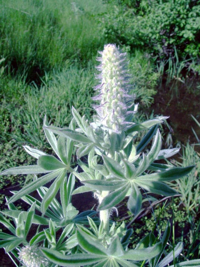 Lupin velouté avec épis de fleurs violets et feuilles blanc-argenté