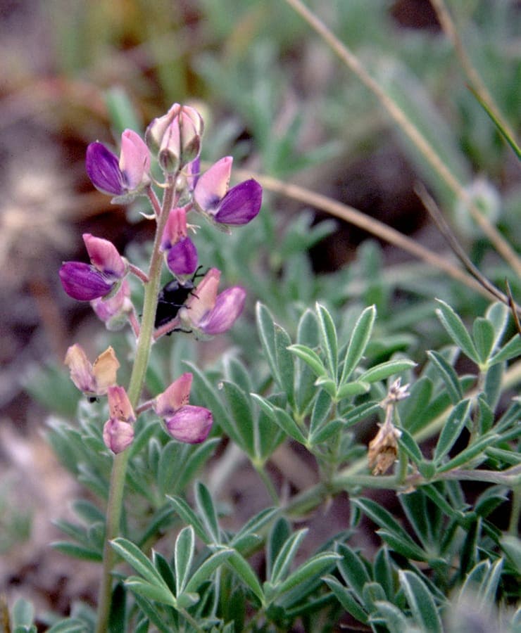 Strandlupin met blauwe bloemtrossen