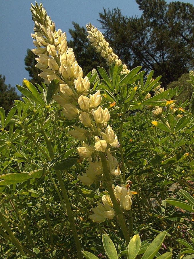Yellow lupine flowers in full bloom