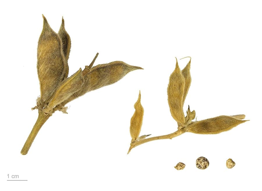 Gelbe Lupinienblüten in voller Blüte