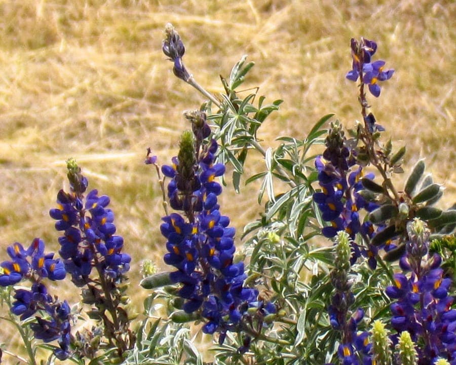 Colorful Lupinus mutabilis flowers in various shades