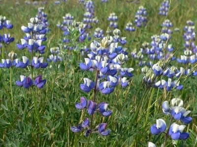 Blauwe bloemen van Dwerglupine (Lupinus nanus) met karakteristieke lupine-structuur