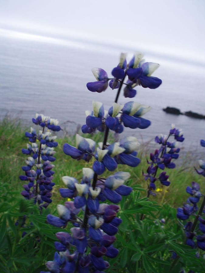 Épis floraux jaunes et violets du lupin de Nootka en pleine floraison dans un jardin naturel exposé au vent.