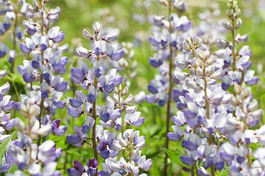Lupin vivace en pleine floraison avec des épis bleu-violet dans un pré ensoleillé