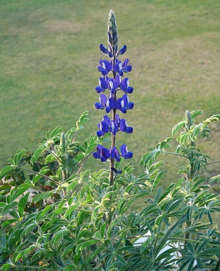Blue lupin flowers
