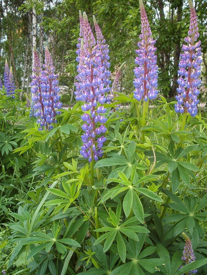 Épis dressés de lupins roses et bleus en pleine floraison dans un sol bien drainé et ensoleillé