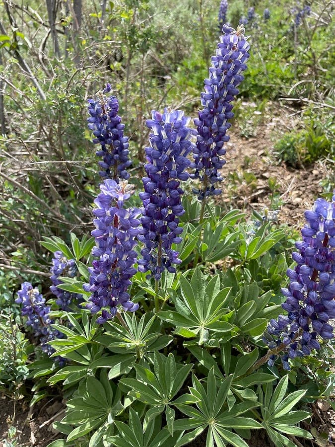 Lupinus prunophilus in volle bloei, de ruige brede lupine uit West- en Midden-Amerika