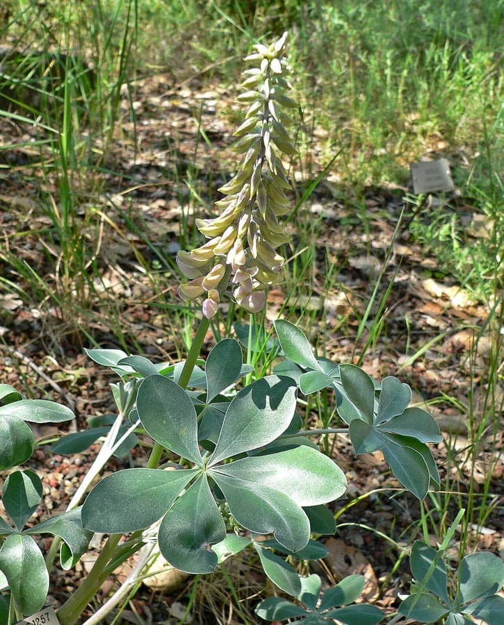 Cobb-Lupine mit beeindruckenden violetten Blutenstanden