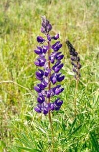 Lupin soyeux avec épis de fleurs violets et feuillage soyeux