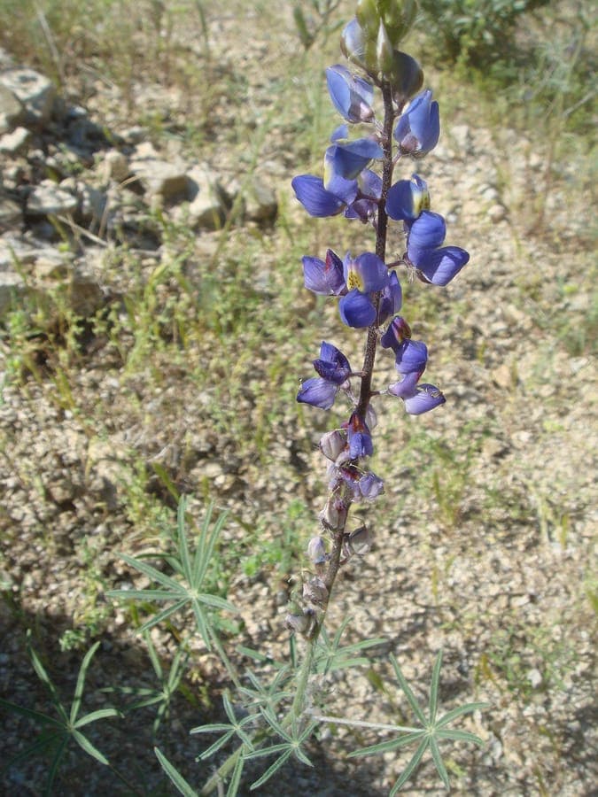 Coulter's lupine flowers in desert landscape