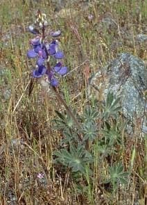 Shaggyhair lupine in full bloom