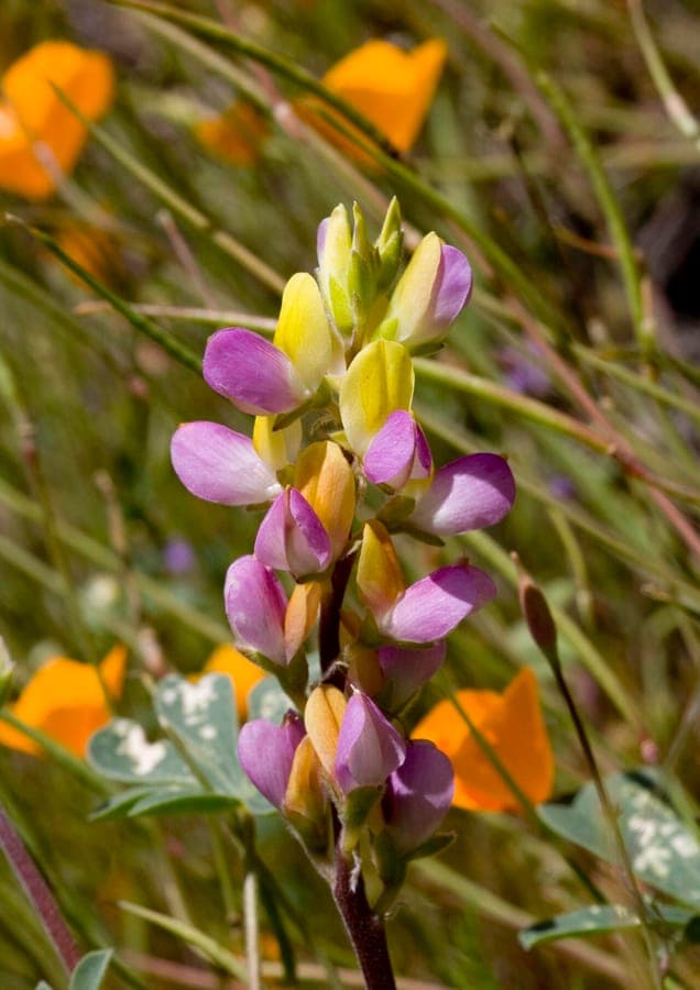 Harlequin lupine flowers in multiple colors