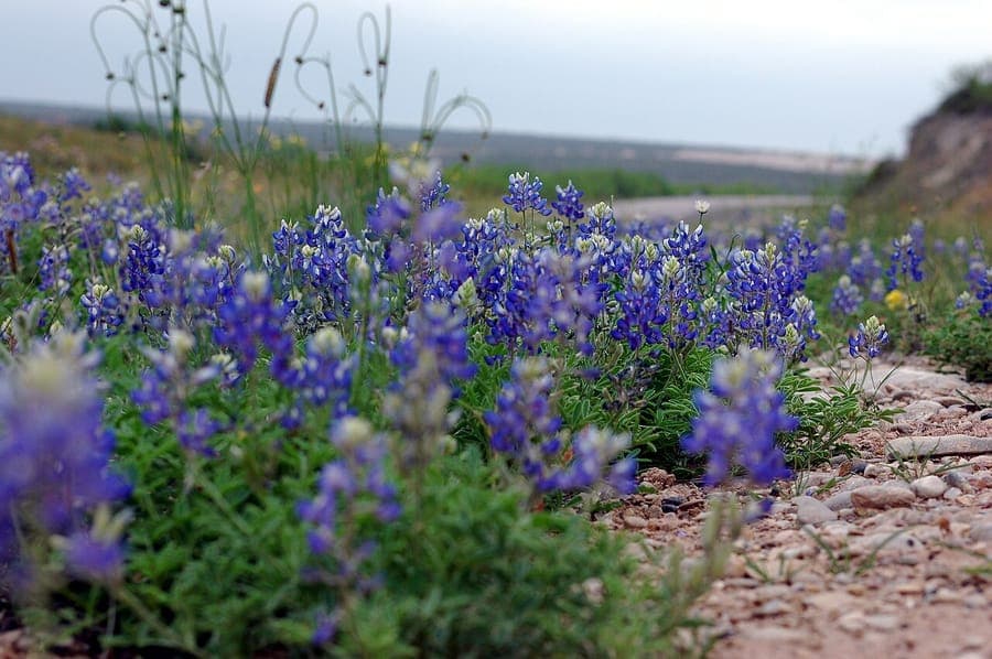 Lupin texan avec épis bleu intense
