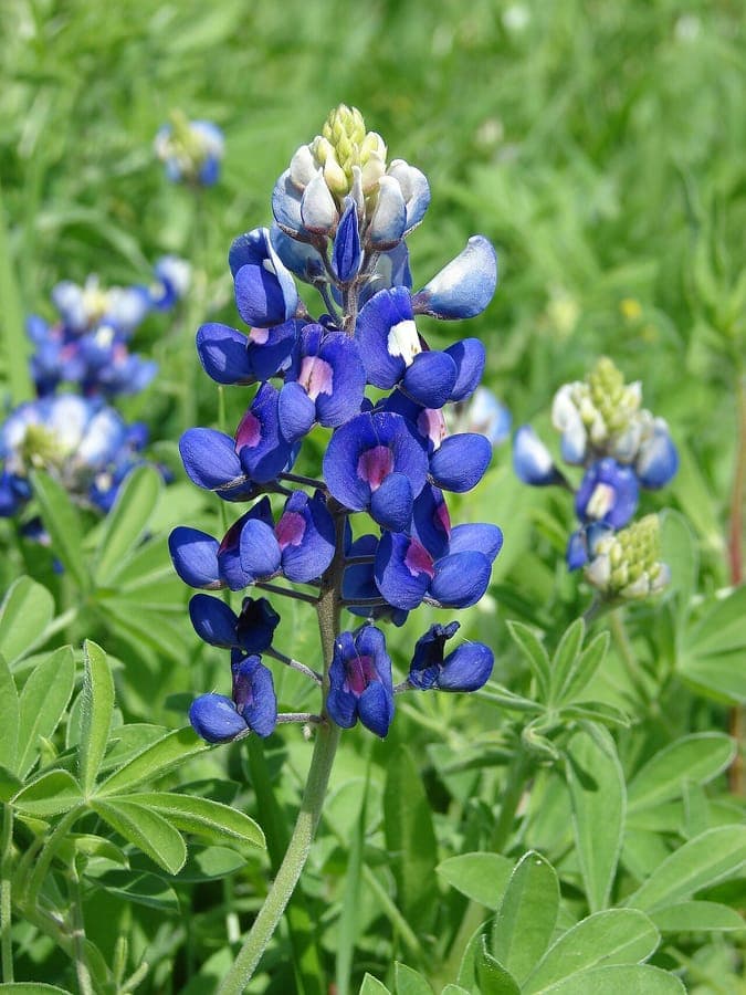 Texas-Lupe mit intensiv blauen Blütenähren