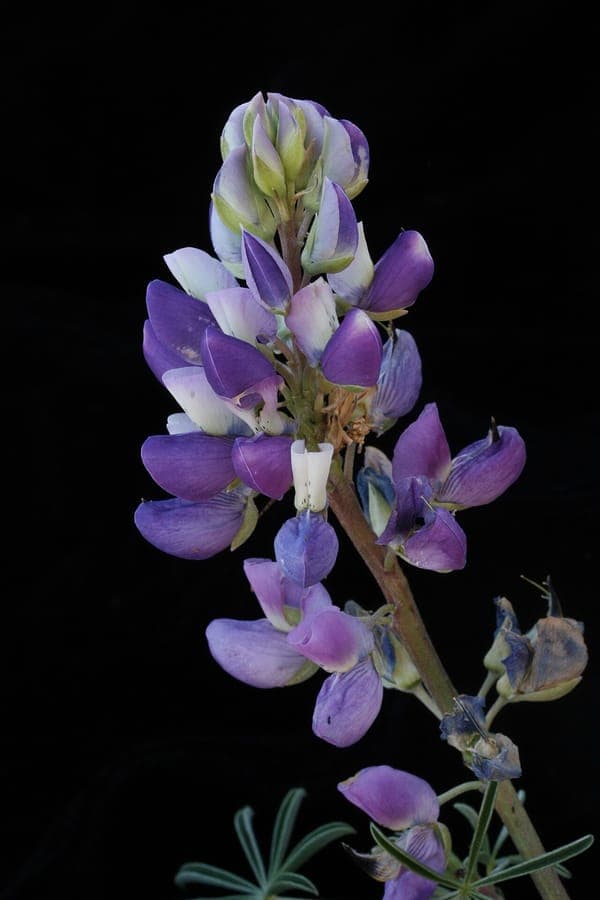 Manycolored Lupine displaying stunning multicolored flower spikes