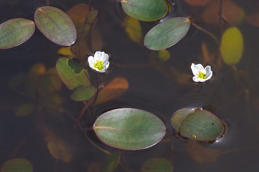 Floating water-plantain flowers blooming in water
