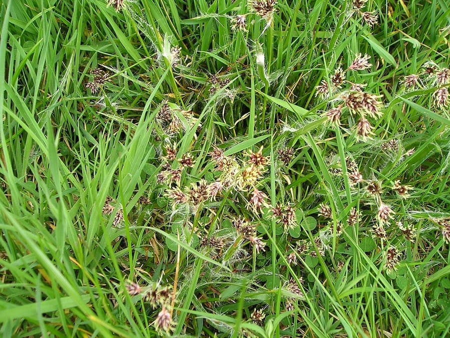 Feld-Hasenbrot Pflanze im Frühling mit braunen Blütenrispen