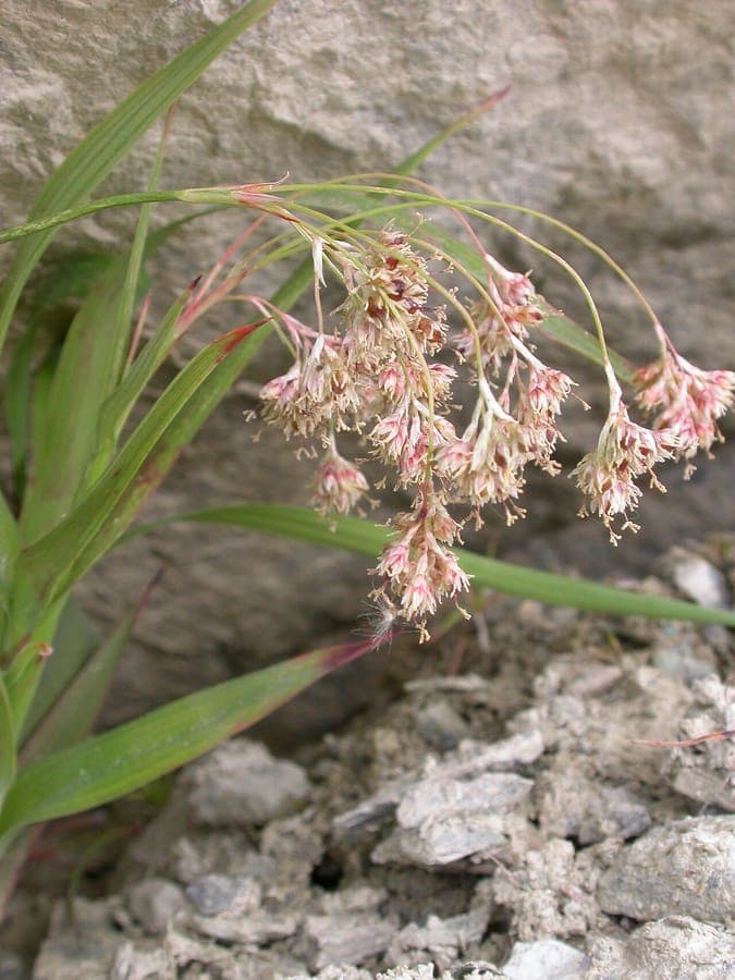 Luzula lutea gelbe Blüten in Clustern