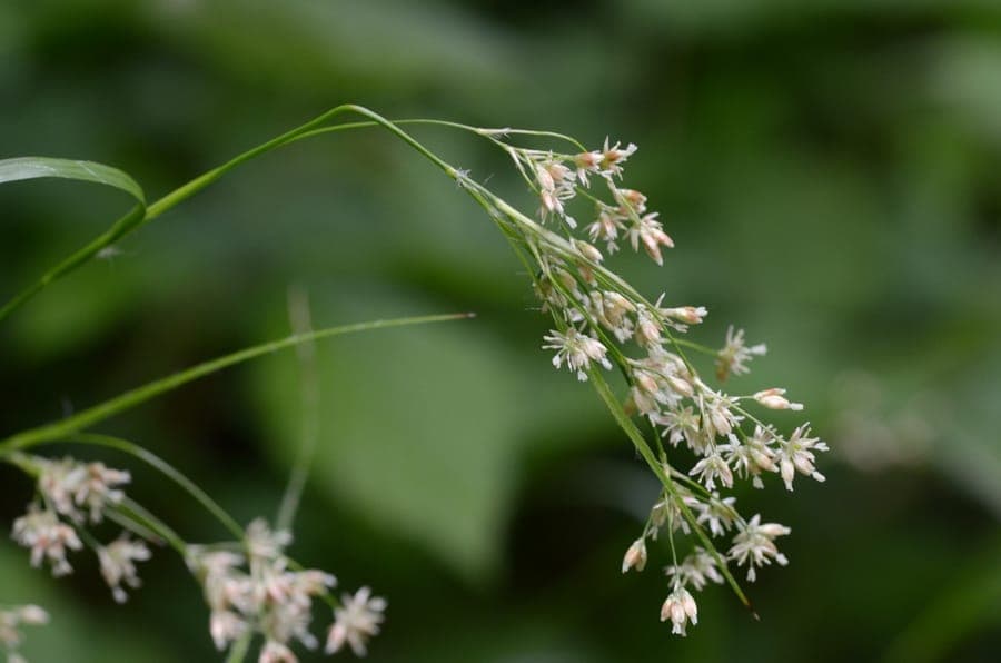Forest wood-rush in woodland setting with white flowers