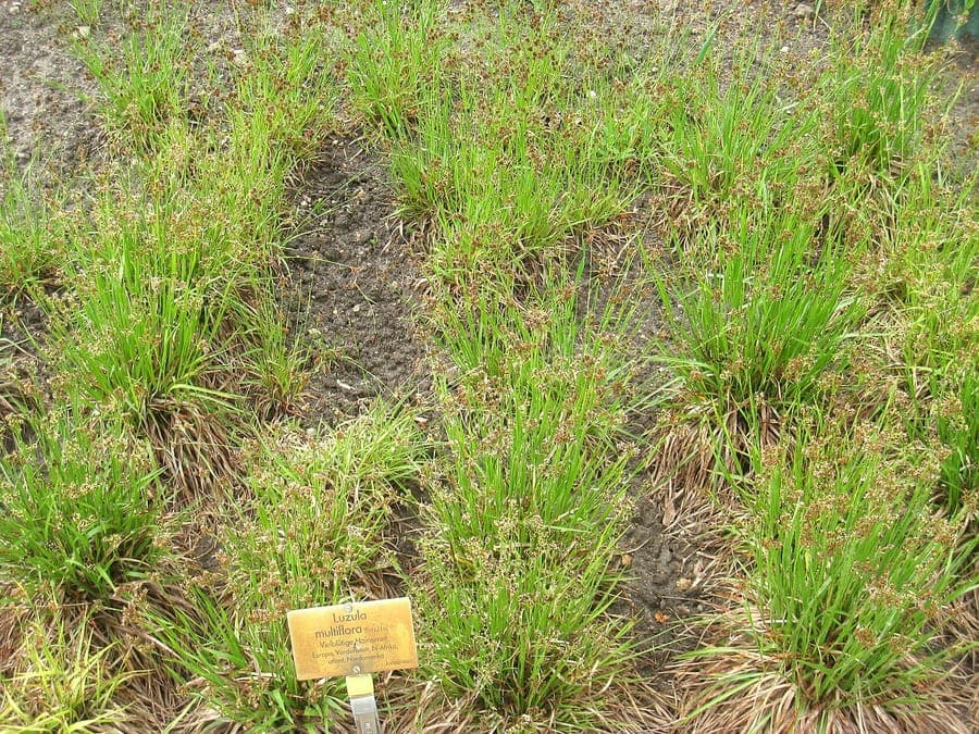Luzule multiflore avec ses inflorescences caractéristiques