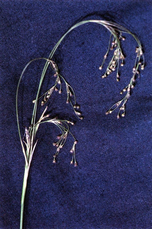 Luzule parviflore avec feuillage fin et fleurs brunes