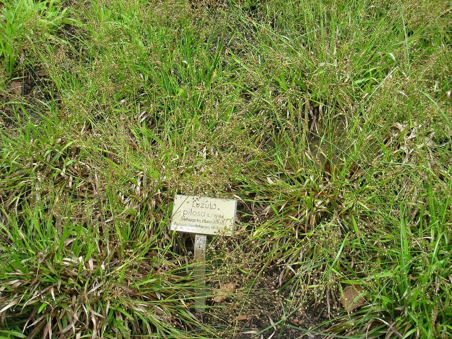 Hairy woodrush plant displaying characteristic hairy inflorescences