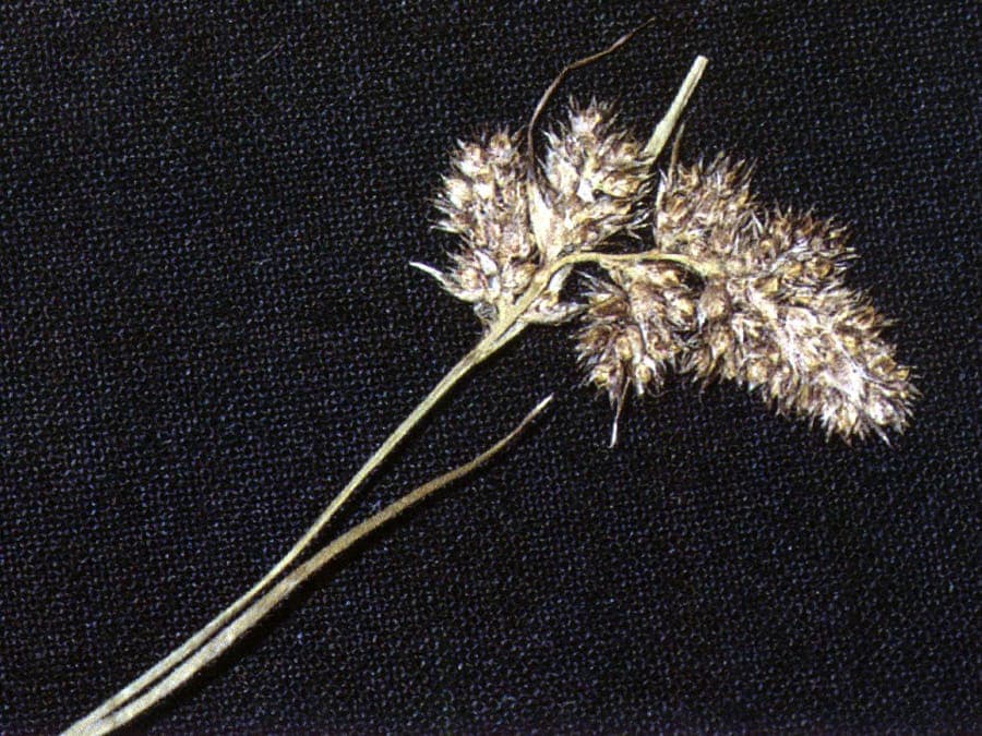 Blüten von Luzula spicata in Nahaufnahme