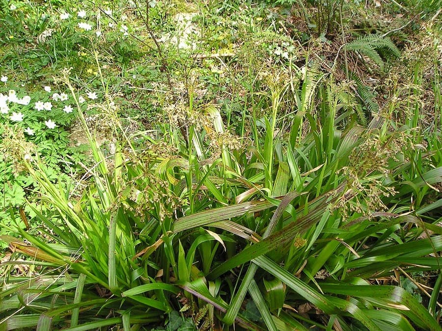 Great wood-rush with substantial tufts and elegant height variation