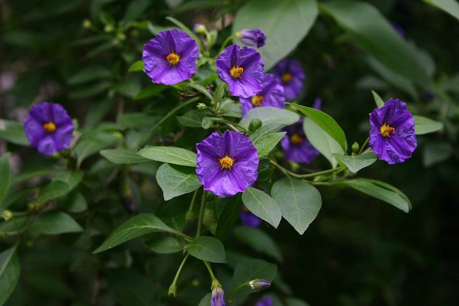 Blaue Kartoffelpflanze mit charakteristischen blauvioletten Blüten