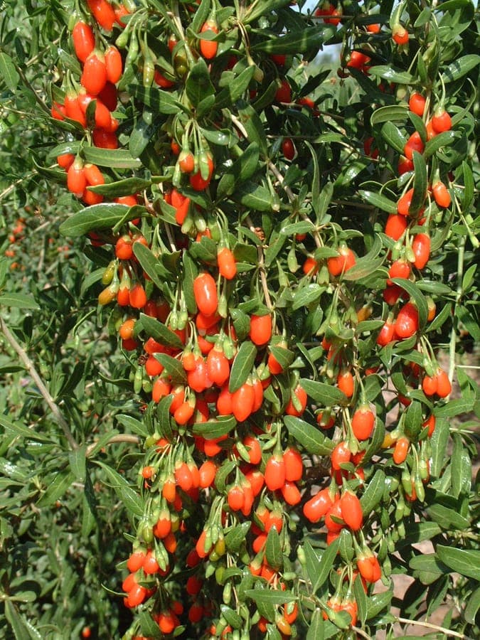 Épine-vinette chinoise avec baies de goji rouges et fleurs violettes