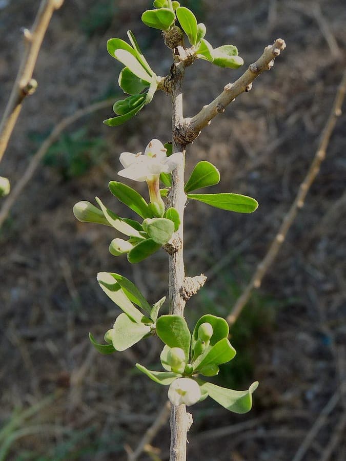 Fleurs et fruits de Lycium europaeum